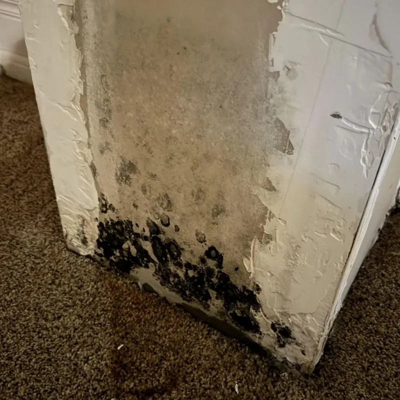Professional Mold Removal in Bolivar, MO